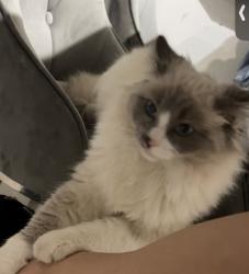 Lost Male Cat last seen Dunfirmline ave, Greenvale, VIC 3059