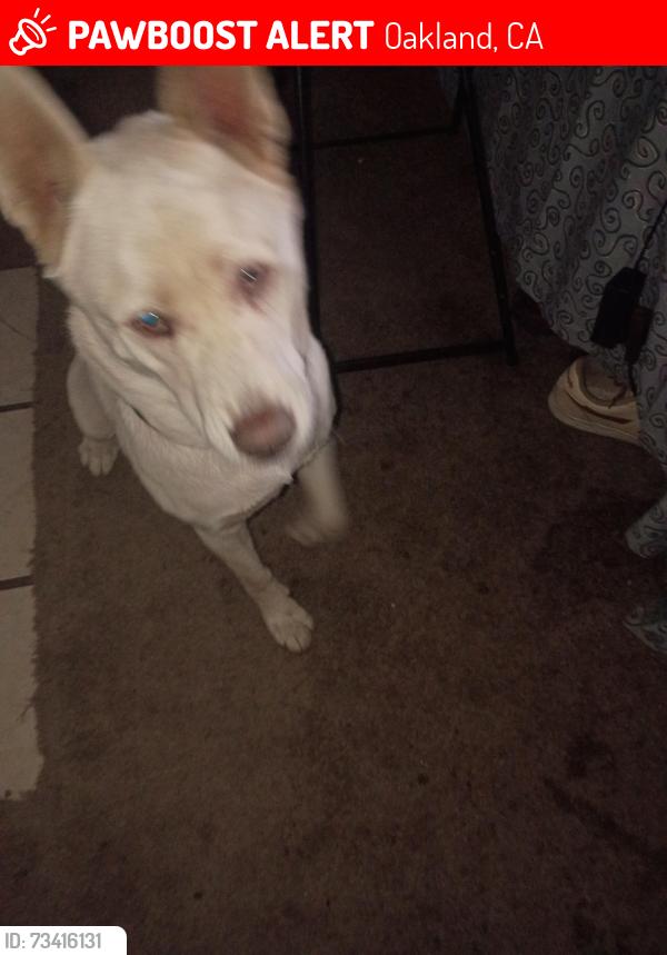 Lost Female Dog last seen Austin Ave Bancroft st, Oakland, CA 94605