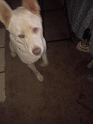 Lost Female Dog last seen Austin Ave Bancroft st, Oakland, CA 94605