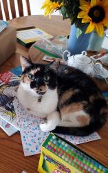 Reunited Female Cat last seen Crystal Lake Rd near Willow Creak Dr and Rolling Meadow Dr, Tolland, CT 06084