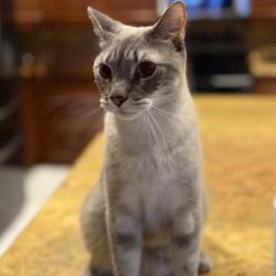 Lost Male Cat last seen Cumberland Drive, West Palm Beach, FL 33409
