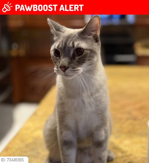 Lost Male Cat last seen Cumberland Drive, West Palm Beach, FL 33409