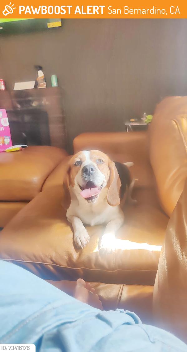 Found/Stray Female Dog last seen Near Universal Avenue, San Bernardino, CA 92407