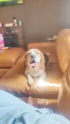 Found/Stray Female Dog last seen Near Universal Avenue, San Bernardino, CA 92407