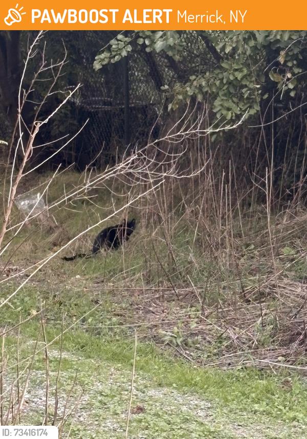 Found/Stray Unknown Cat last seen Inside Norman Levi Park, Merrick, NY 11566