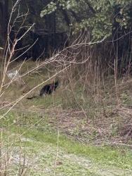 Found/Stray Unknown Cat last seen Inside Norman Levi Park, Merrick, NY 11566