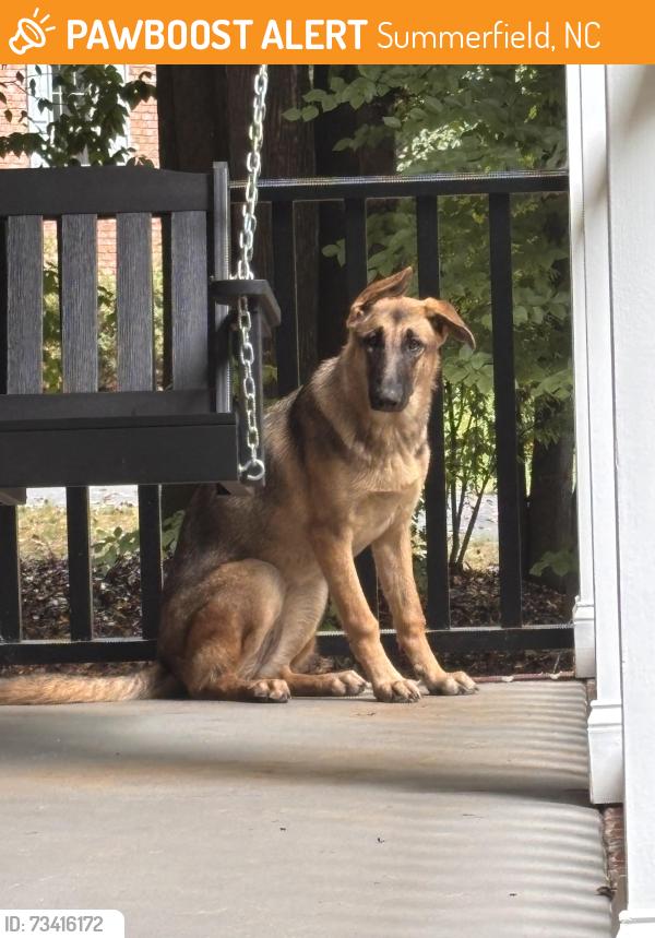 Found/Stray Unknown Dog last seen Summerhill Drive area, Summerfield, NC 27358
