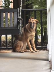 Found/Stray Unknown Dog last seen Summerhill Drive area, Summerfield, NC 27358