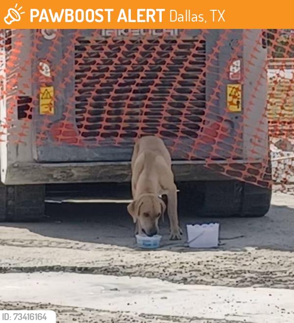 Found/Stray Male Dog last seen Timberline Drive, Dallas, TX 75220