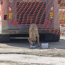Found/Stray Male Dog last seen Timberline Drive, Dallas, TX 75220