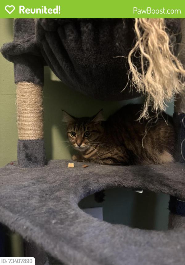 Reunited Female Cat last seen 4th Street and Daly Street, Philadelphia, PA 19148