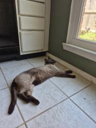 Lost Male Cat last seen Heritage Cove Dr, Heritage Park, TX 77546