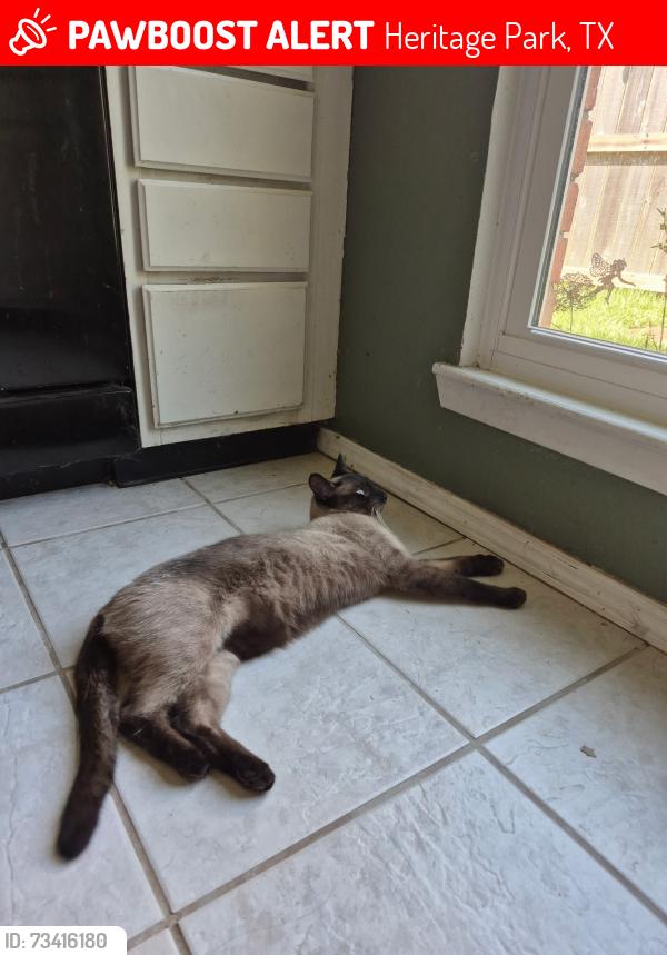Lost Male Cat last seen Heritage Cove Dr, Heritage Park, TX 77546