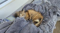 Found/Stray Unknown Cat last seen OWL CIRCLE AND VANDEN, Vacaville, CA 95687