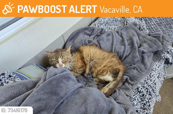Found/Stray Unknown Cat last seen OWL CIRCLE AND VANDEN, Vacaville, CA 95687