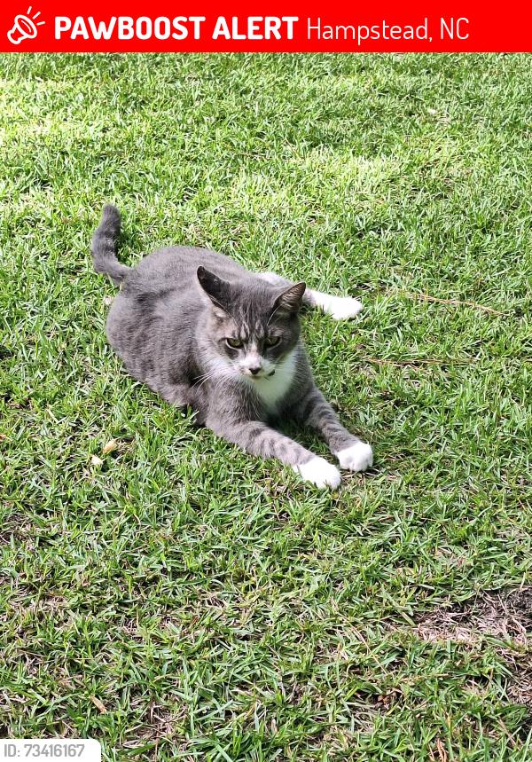 Lost Male Cat last seen Washington Acres, Hampstead, NC 28443