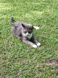 Lost Male Cat last seen Washington Acres, Hampstead, NC 28443