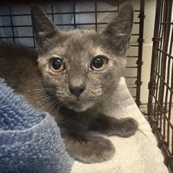 Shelter Stray Female Cat last seen , 361 S Raymond Ave, Pasadena, CA 91105, USA