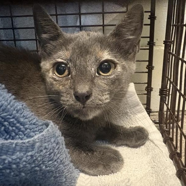 Shelter Stray Female Cat last seen , 361 S Raymond Ave, Pasadena, CA 91105, USA