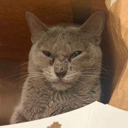 Shelter Stray Male Cat last seen , Animal Care & Control Team of Philly, 111 W Hunting Park Ave, Philadelphia, PA 19140, USA