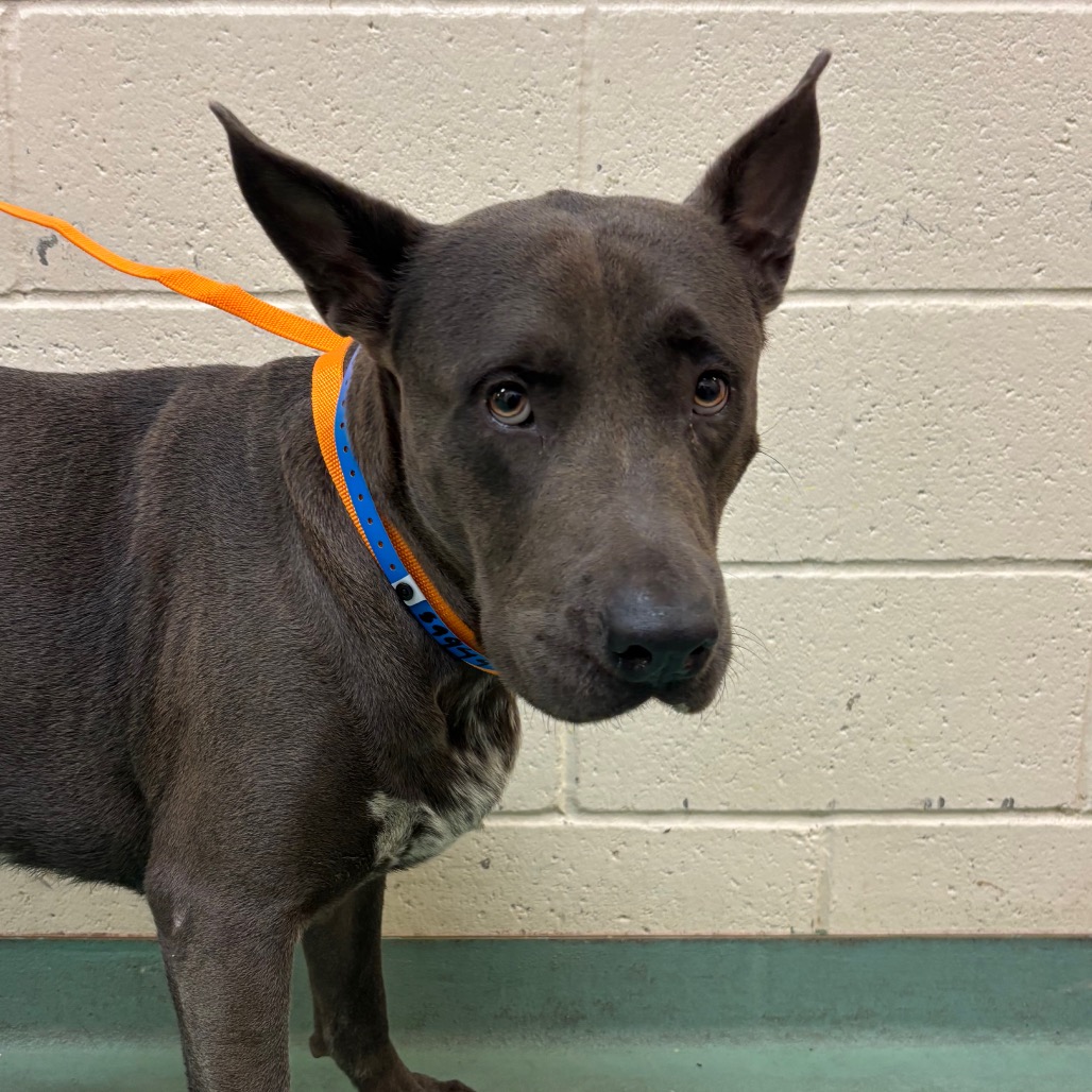 Shelter Stray Male Dog last seen , 2350 Appling City Cove, Memphis, TN 38133, USA