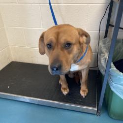 Shelter Stray Male Dog last seen , 2350 Appling City Cove, Memphis, TN 38133, USA