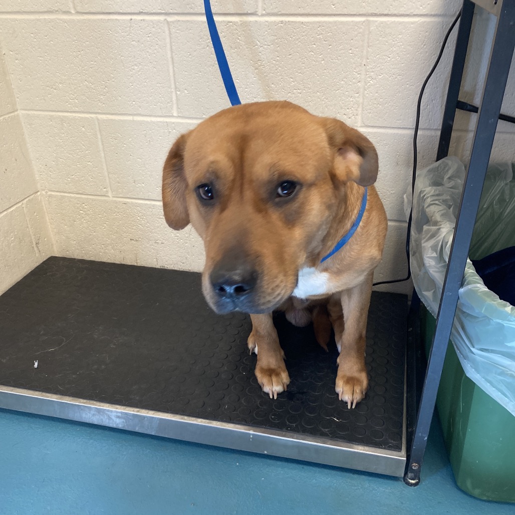 Shelter Stray Male Dog last seen , 2350 Appling City Cove, Memphis, TN 38133, USA