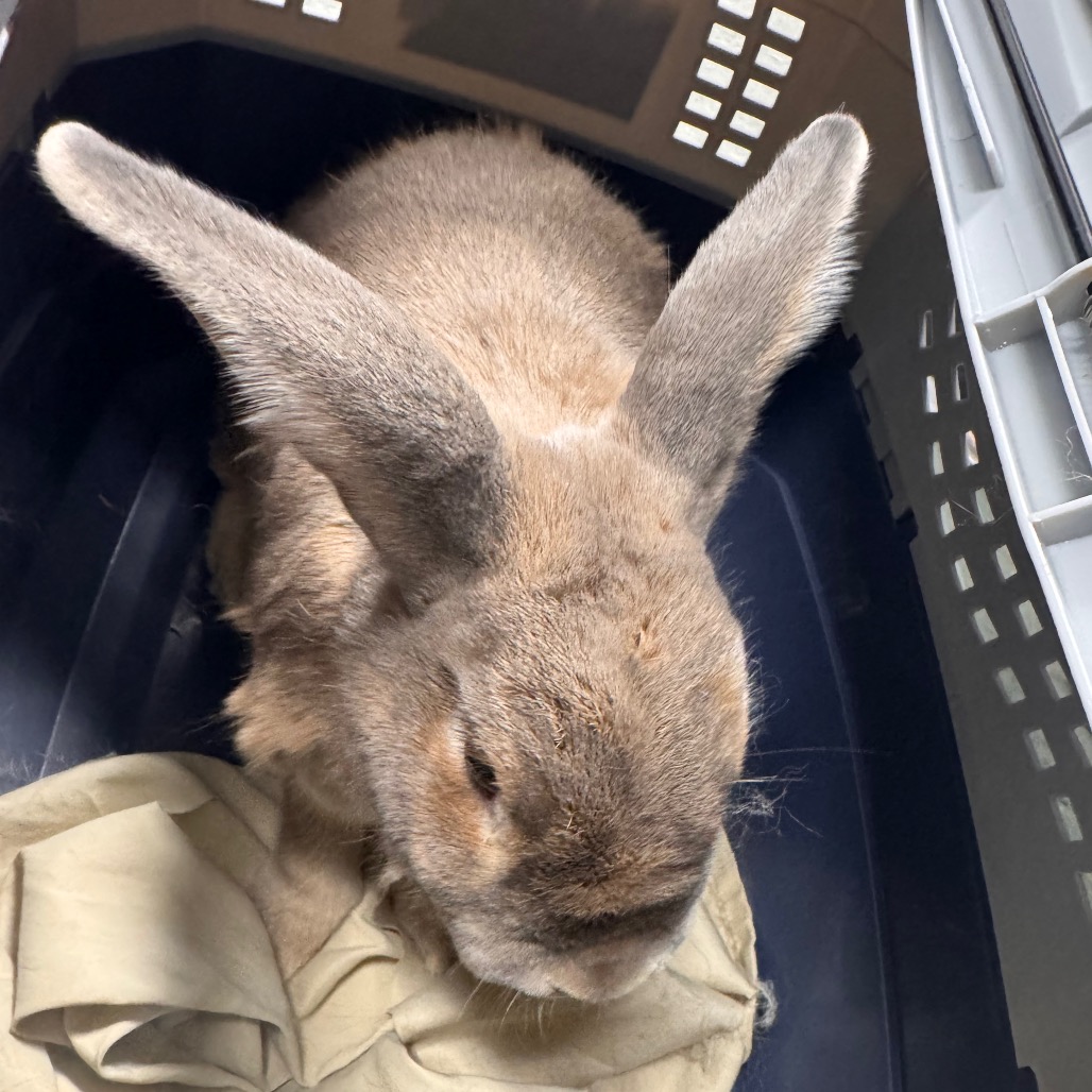 Shelter Stray Male Rabbit last seen , 3607 N Armenia Ave, Tampa, FL 33607, USA