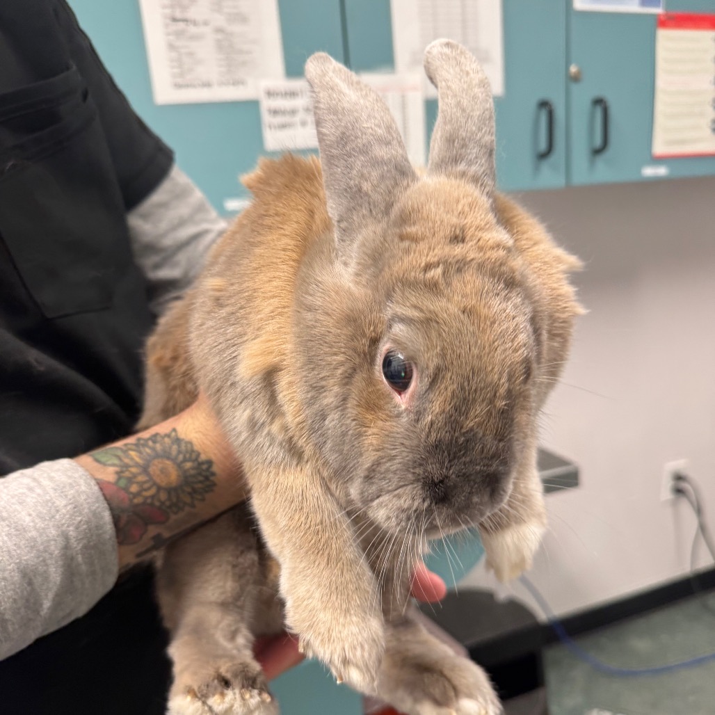 Shelter Stray Male Rabbit last seen , 3607 N Armenia Ave, Tampa, FL 33607, USA