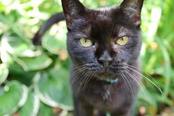 Lost Female Cat last seen Liebig Ave, The Bronx, NY 10471
