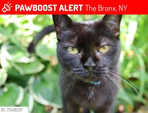 Lost Female Cat last seen Liebig Ave, The Bronx, NY 10471