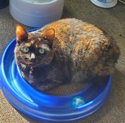 Reunited Female Cat last seen Crystal Lake Rd near Willow Creek Dr and Rolling Meadow Dr, Tolland, CT 06084