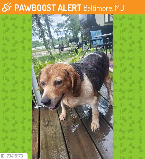 Found/Stray Unknown Dog last seen Alricks Way and Armistead Way, Baltimore, MD 21205