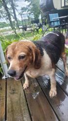 Found/Stray Unknown Dog last seen Alricks Way and Armistead Way, Baltimore, MD 21205