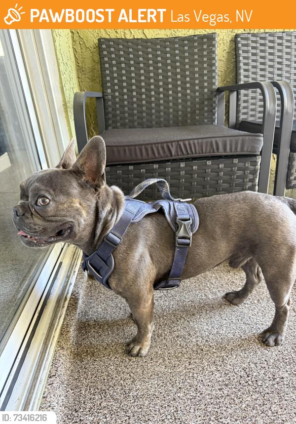 Found/Stray Male Dog last seen Hauck street, Las Vegas, NV 89101