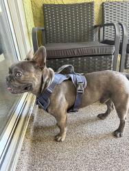 Found/Stray Male Dog last seen Hauck street, Las Vegas, NV 89101