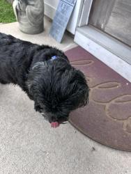 Found/Stray Unknown Dog last seen N St, Pensacola, FL 32502
