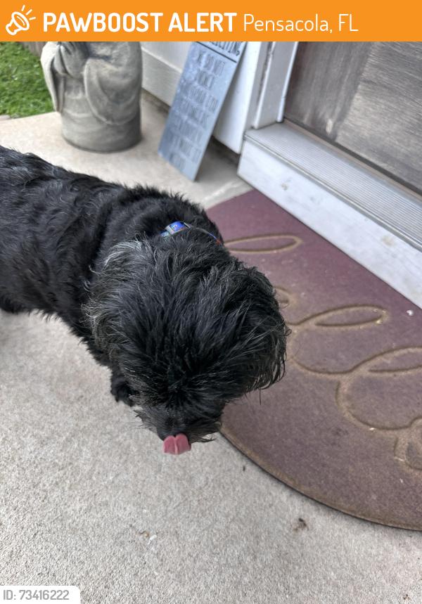 Found/Stray Unknown Dog last seen N St, Pensacola, FL 32502