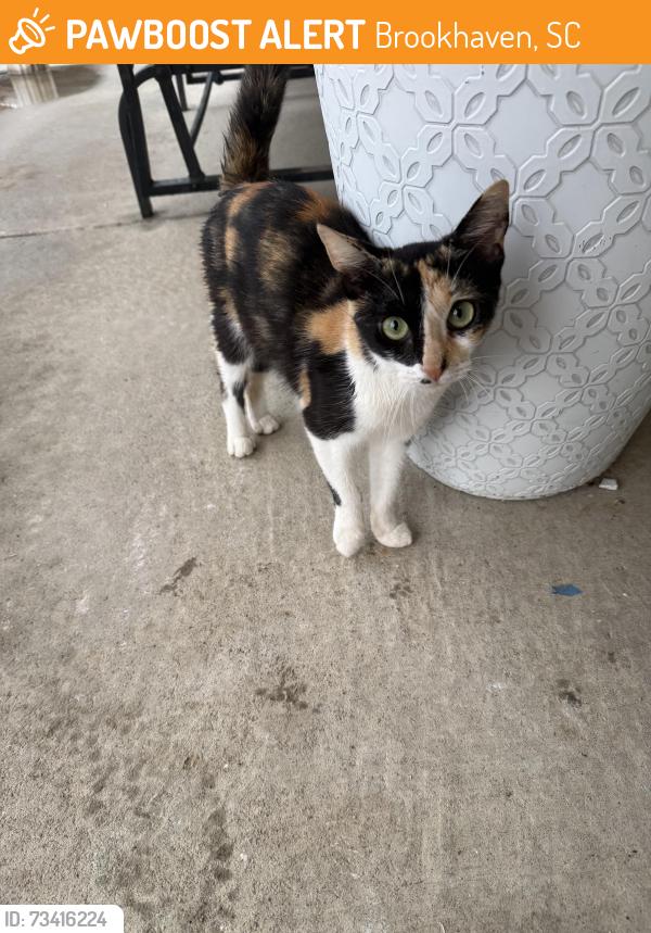 Found/Stray Unknown Cat last seen Brookhaven, Cogburn Rd, Brookhaven, SC 29229