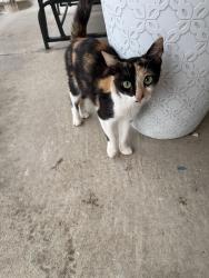 Found/Stray Unknown Cat last seen Brookhaven, Cogburn Rd, Brookhaven, SC 29229