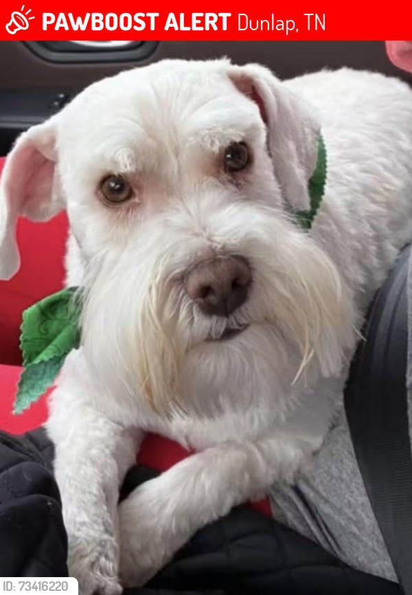 Lost Male Dog last seen Sunset Street, Dunlap, TN 37327