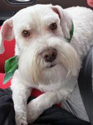 Lost Male Dog last seen Sunset Street, Dunlap, TN 37327