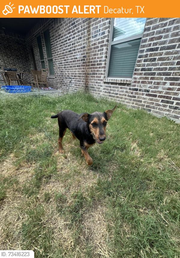 Found/Stray Female Dog last seen Decatur square, Decatur, TX 76234
