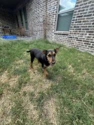 Found/Stray Female Dog last seen Decatur square, Decatur, TX 76234