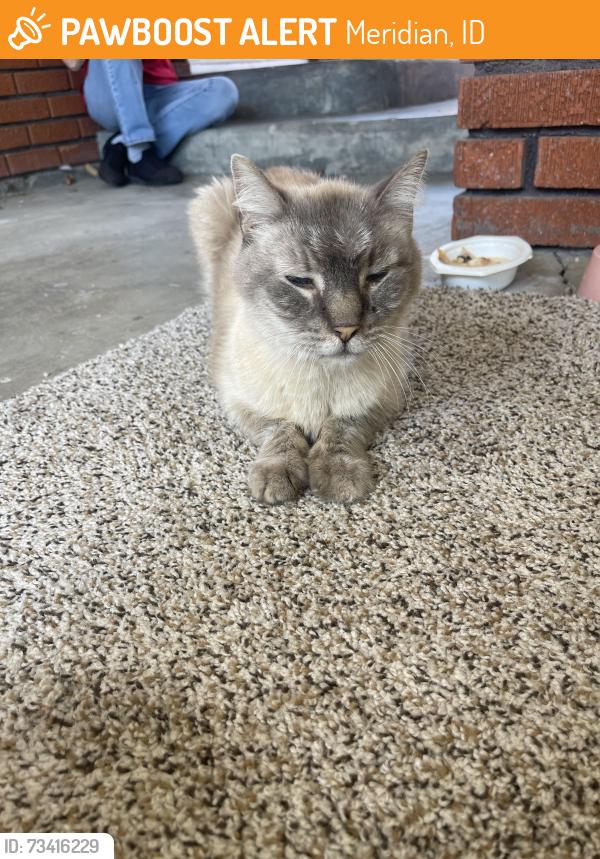 Found/Stray Unknown Cat last seen Near Meridian and Pine Road, Meridian, ID 83642
