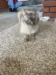 Found/Stray Unknown Cat last seen Near Meridian and Pine Road, Meridian, ID 83642