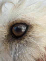 Reunited Male Dog last seen Limonite, Jurupa Valley, CA 91752