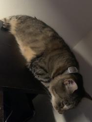 Lost Female Cat last seen Near n cypress way, Casselberry, FL 32707
