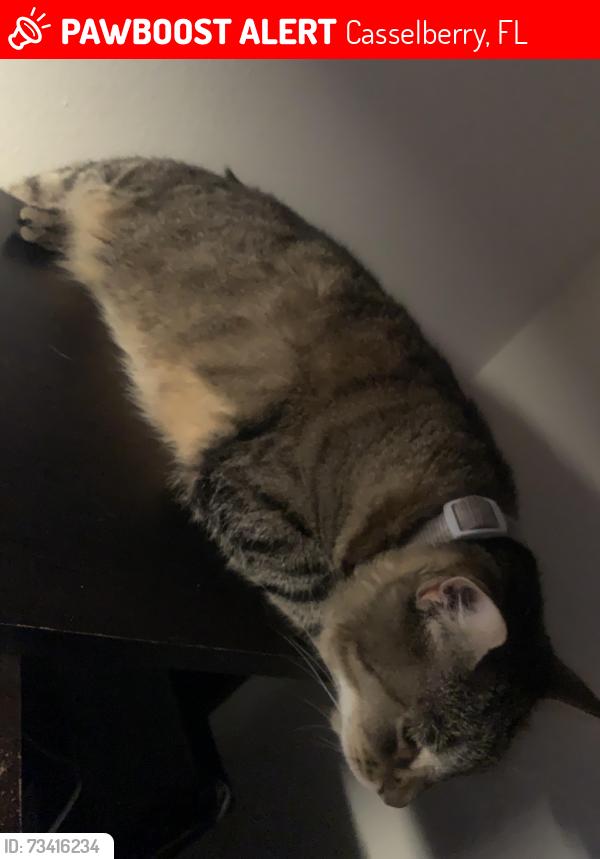 Lost Female Cat last seen Near n cypress way, Casselberry, FL 32707