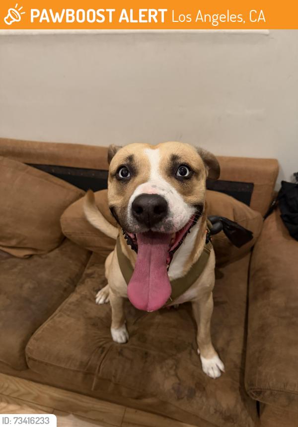Found/Stray Male Dog last seen Louise & Saticoy in Northridge, Ca, Los Angeles, CA 91325